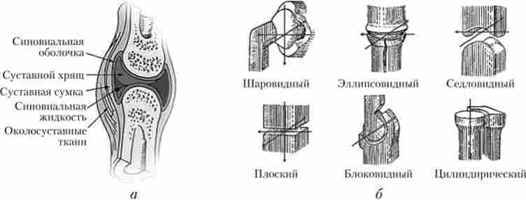 ������ ������� (�) � ����� ������� �� ����������� �������� ����� ������� ���� (�)