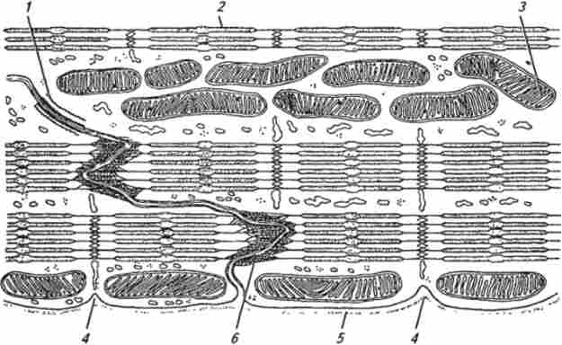 ����� ����������-����������� ������ ����������� (�� �. �. �������, �. �. ���������)