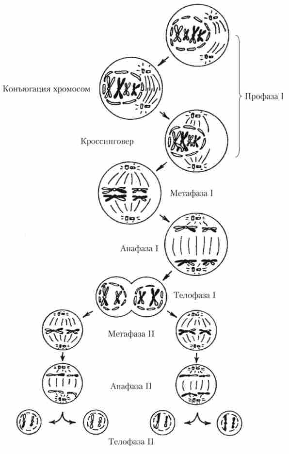 ����� ������