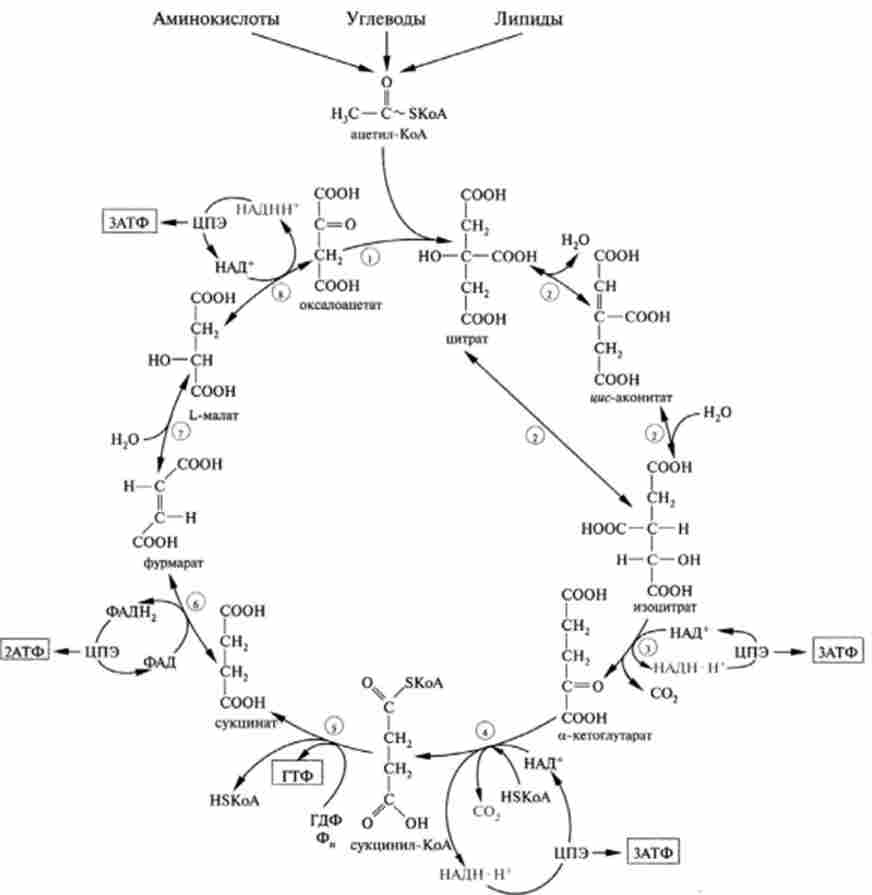 ����� ����� ��� ���������� ������