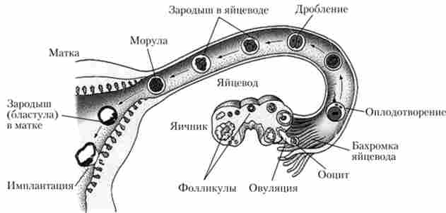 ����� ���䳿 �������� ������� ������