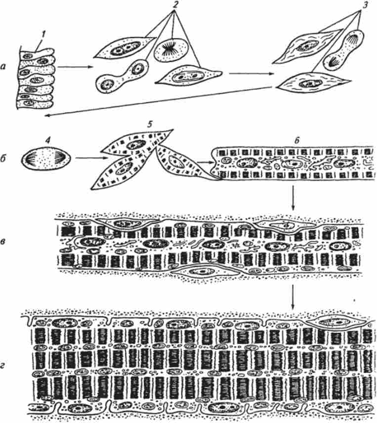 ����� �������� ���������-�������� �������� �'����� ������� (�� �. �. ������� � ������.)