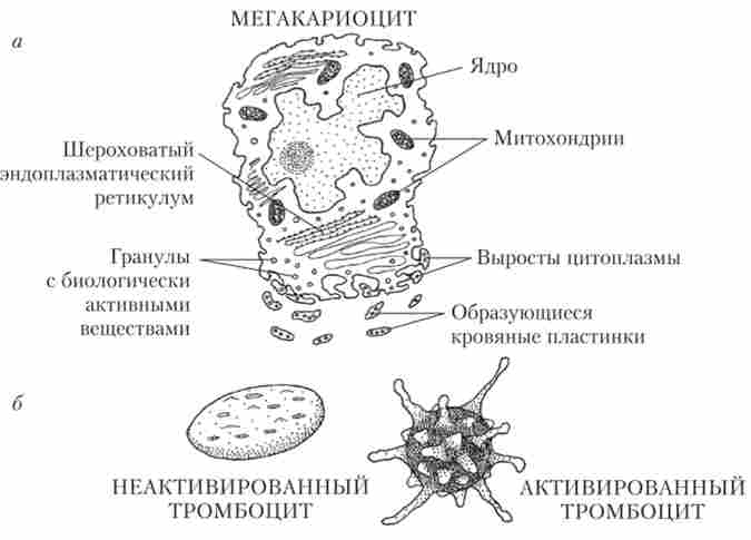����� ������������ ��������� ��������� ����� ����'���� ��������� - ���������� (�). ���� ����� ���������� (�������������) ���� ���� ��������� (�)
