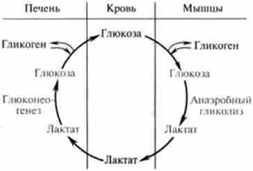 ���� ���