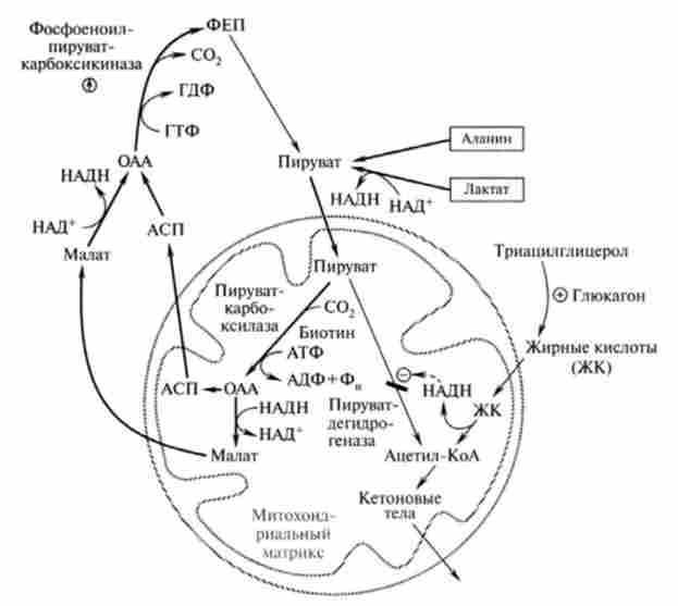 ����� ����������� ����������� �������