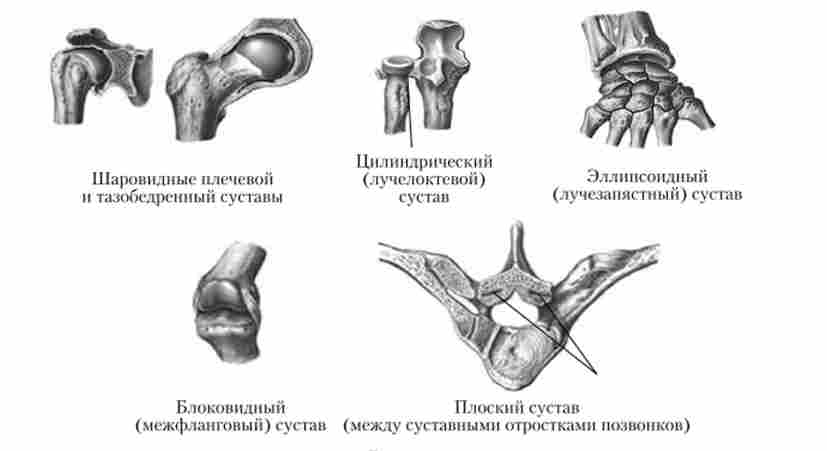 ����� �������