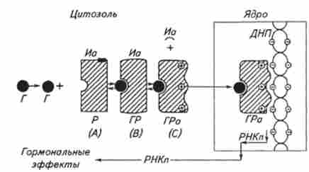 ������ �������� ����� �������� ��������� ��������