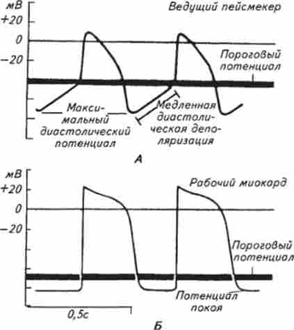 ����������� ��������� ���������� {�) � �������� ������� (�)