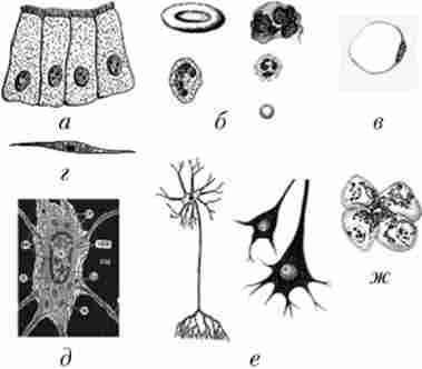 ���� �����