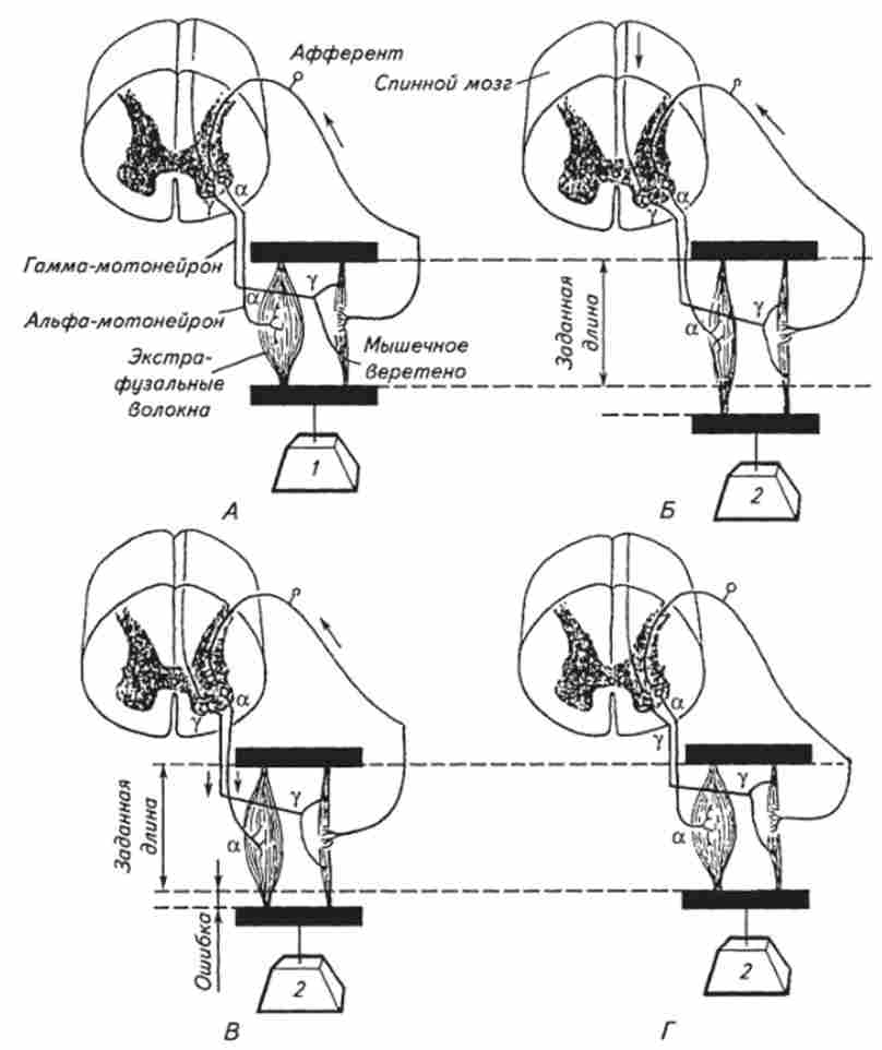 ������� �� ����������� �'���