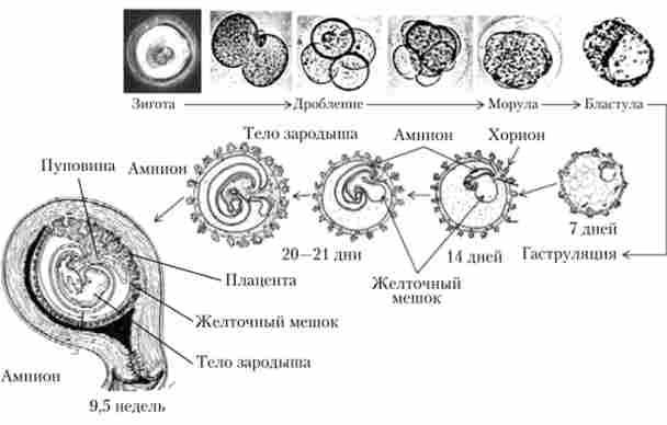 ���䳿 �������� ������� ������