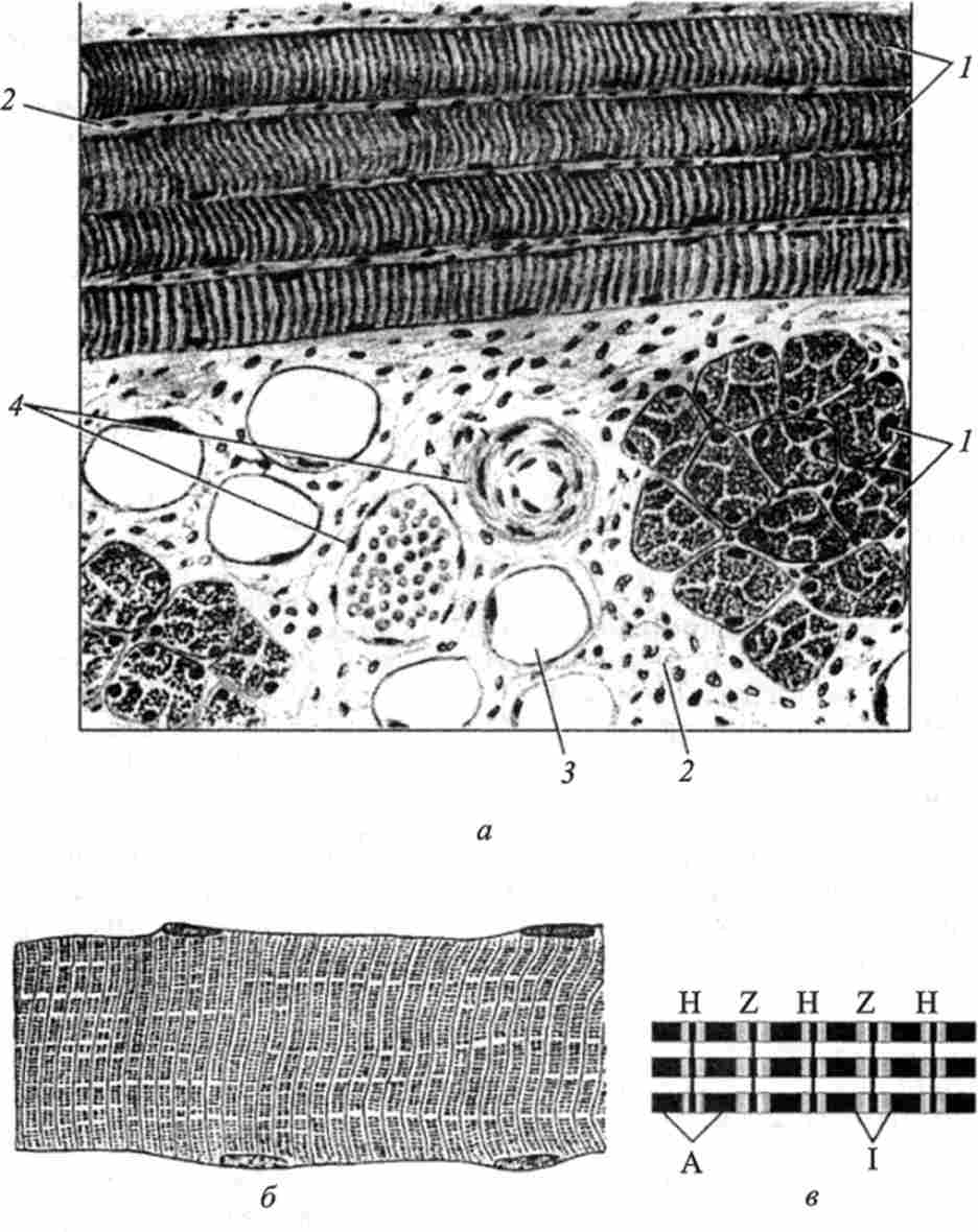 ���������-�������� �������� �'����� ������� (�� �. �. ������� � ������.)