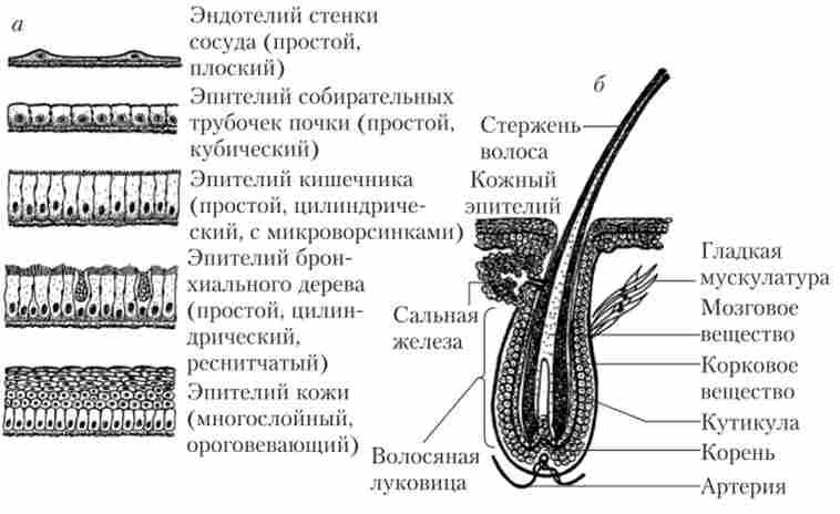 г��� ���� ����������� ������ (�) � ������� �� ������� �������� ��������� ������������ ���������� (�)