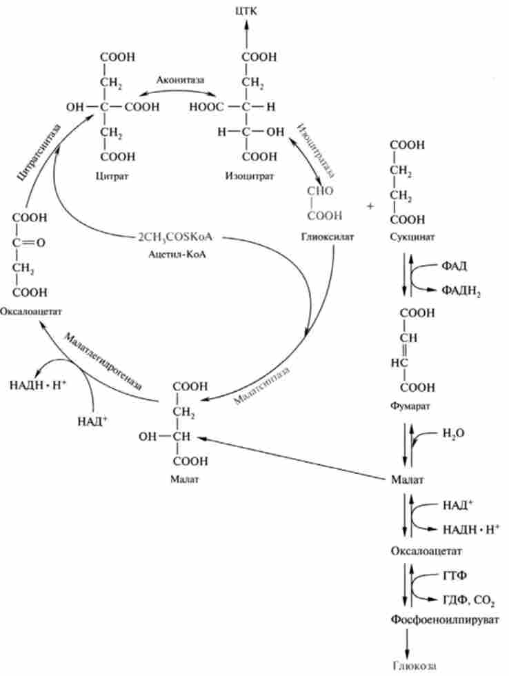 ������������ ���� ���. 20.4. ��� ������ ������ ��� �������� �������, �� ������������ ���������� ��� - ��������������������. ��������, ������������������