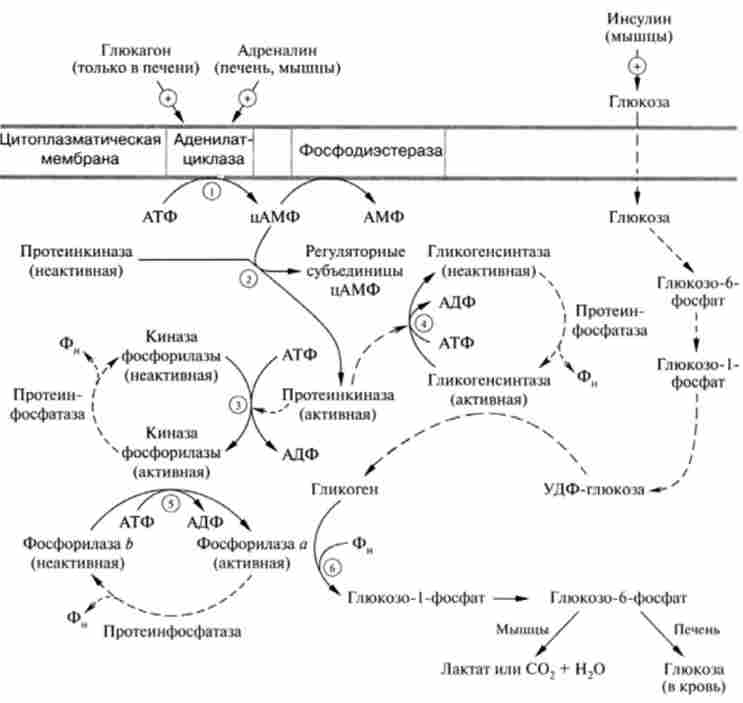 ����������� ��������� ������� � ���������� ��������