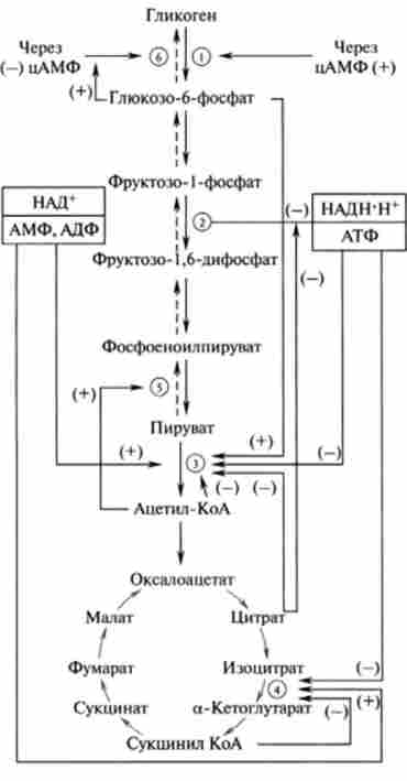 ����� ������������ ��������� ���� ������� ������������ ����� �������