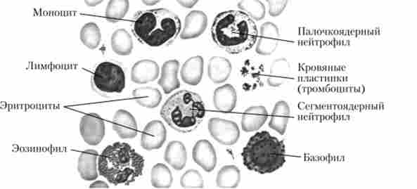 ��������� ���� (������� ���������)