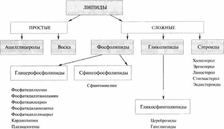 ������������ ����