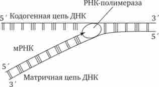 ����� ������� ����