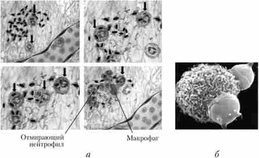 ���������� (�������� ��������), �������������� ������ (�). ��������, ������������� ������� ���������� (�)