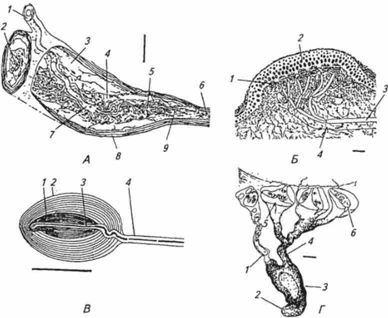 ����� ��������������� (�������� ������������� �� ������� �����)