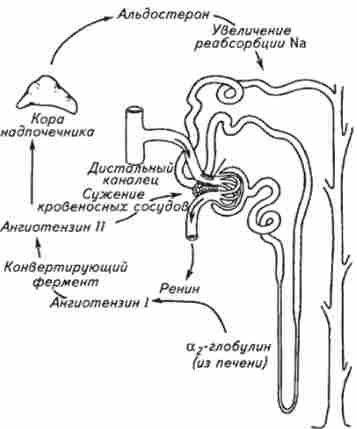 ����� �����䳿 ������� ����������� �� ������������