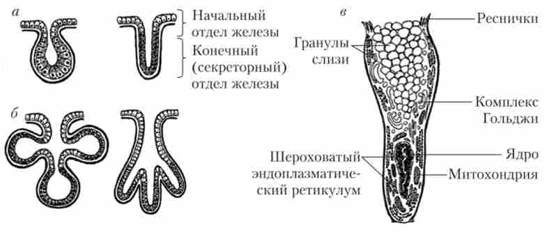 ������ ������� ����������� �����