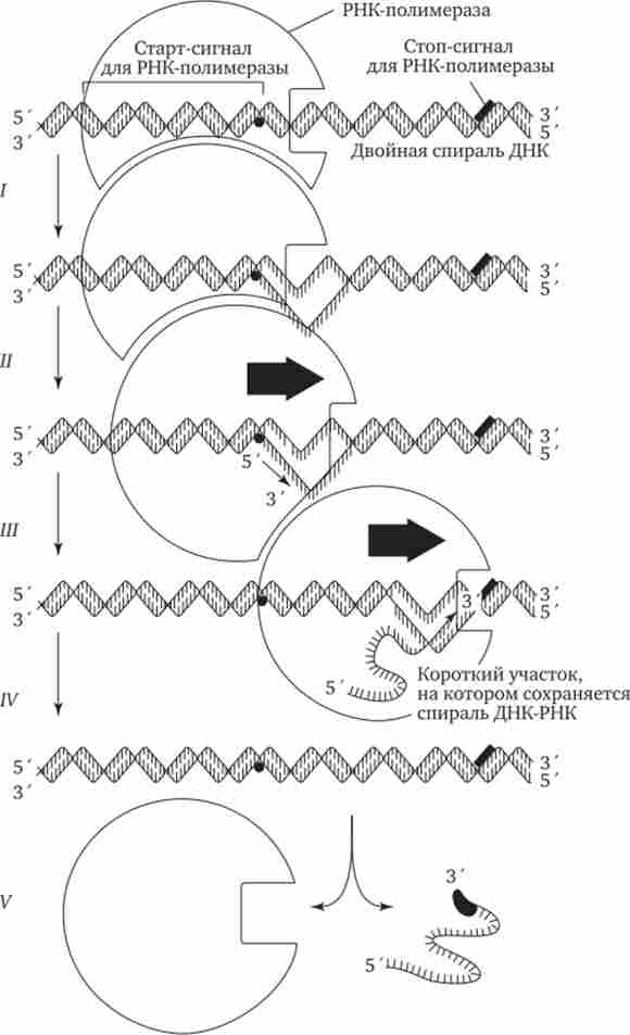 ���� ���-��������� � ������������