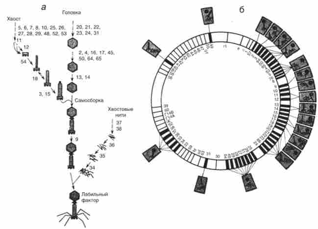 ���������� �����������