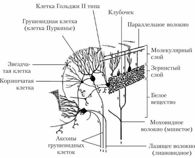 ������ ���� �������