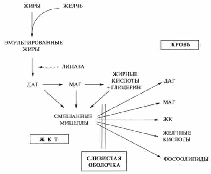 ��������������� � ������������ ����. ���, ���-�����- � ���������������