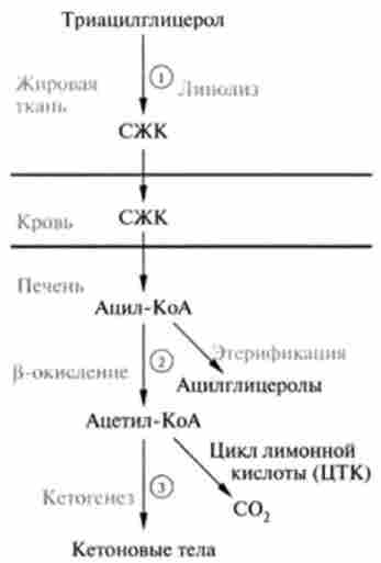 ��������� ����������