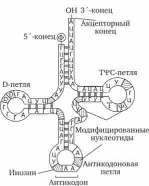 ������ ������� �������� ����