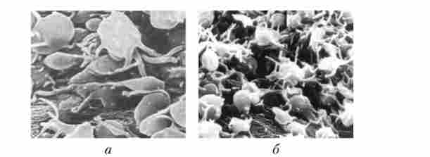 ����������, �� �������� �� ����� ������