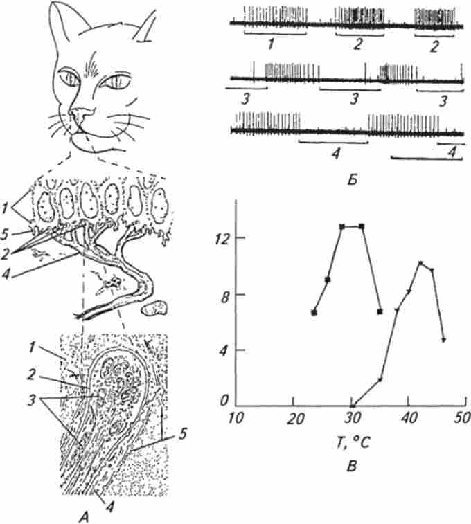 �������������� ����