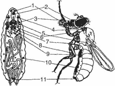 ����������� ����� �������? >.melanogaster � �������� ���� � ����� ����������� ������ ������� ������ (�����)