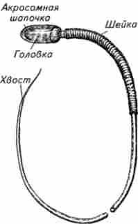 ����� ������ ������� �������