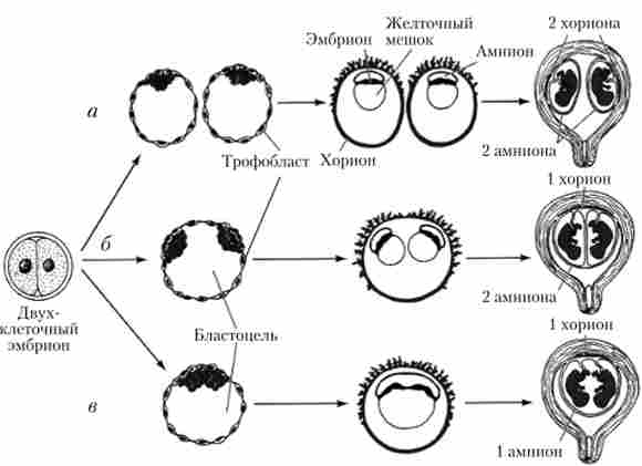 ����� ������������ ��������
