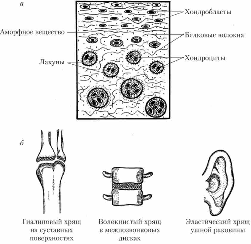 ̳���������� ������ ����������� ����� (�) � �������������� �������� ������ � �������� ������ (6)