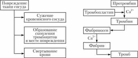 ������� ����� ��������� ����