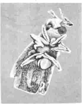 ������� ���������� � �. melanogaster ���������� ������� ������ � ������� ��, ���������� ��� ����