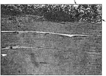 ������������� ���������