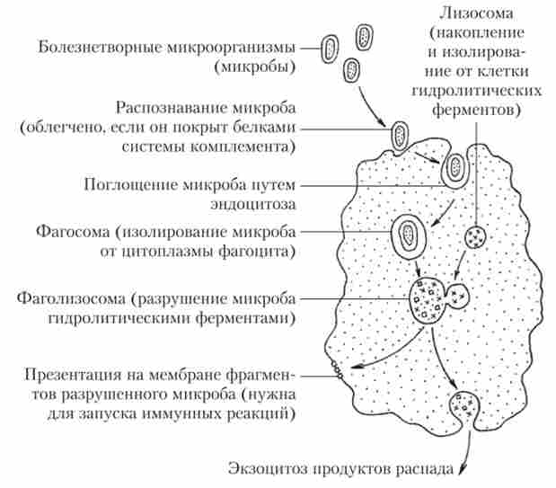 ���������� ���������� ����� ����������, ������������ ������������ � �����������