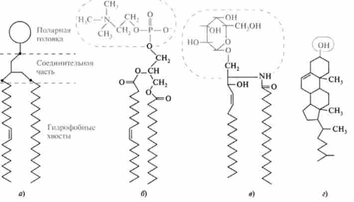 ���������� ���������� ���������� ���� (�) � ������� ���������������� (�), �������������� (�), ����������� (�)