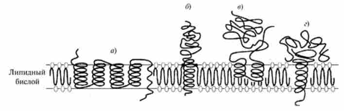г��� ���� ����������� ���������� ����