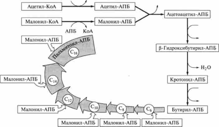 ������ ����������� ������� � ������� ������� �. coli (��� - ���������������