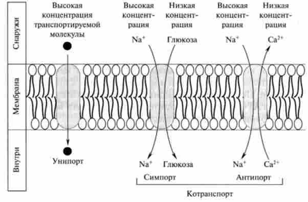 ��������� ������� ����� ��������