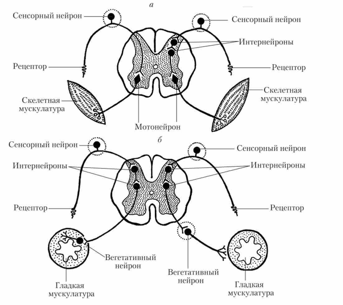 ����������� ���� �������� �����