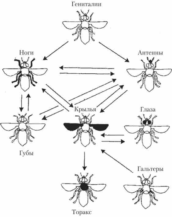 ���� ���������������� ����������� ����� �����𲲳. ������ �������� �������� ���������, �� ������������ � �������� ��� � ����������������� �����; �������� - �������� ����������������