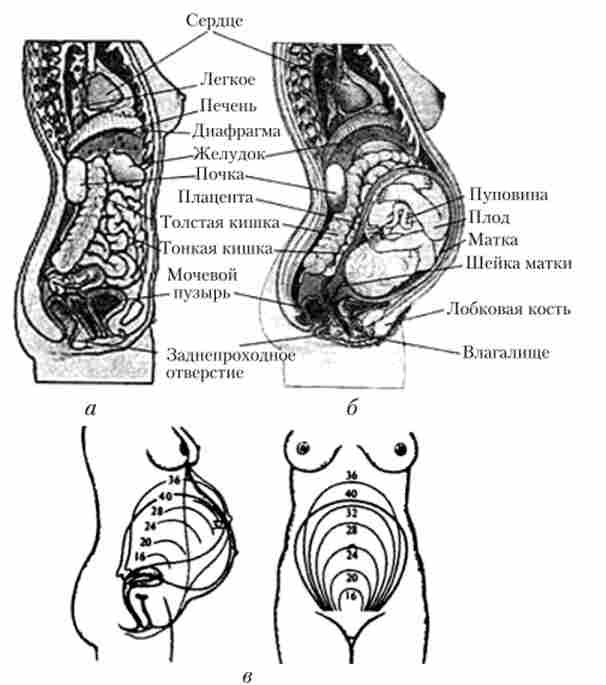 ���������� ����� ������ ������������ ���� (�). ��������� ����� � ����� (�) � ������� ��� ����� � �������� ��������� (�) � ���� ������ ��������
